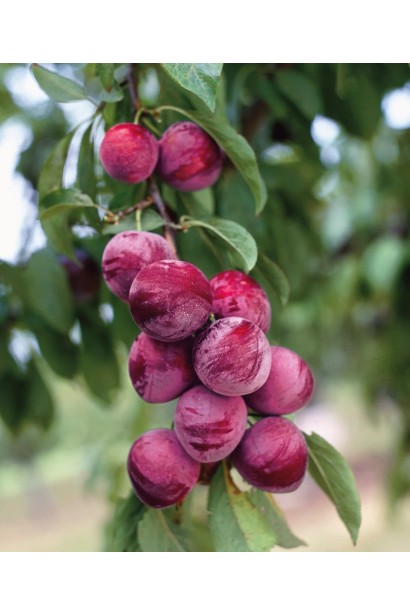 Плоди сливи Озарк Прем’єр на дереві